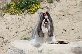 SHIH TZU 011